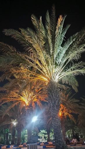 عکس پارک نخلستان 