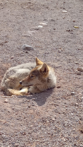 عکس پارک حیات وحش و منطقه حفاظت شده عینالی 