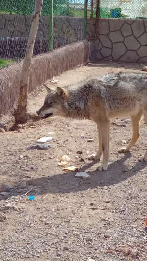 عکس پارک حیات وحش و منطقه حفاظت شده عینالی 