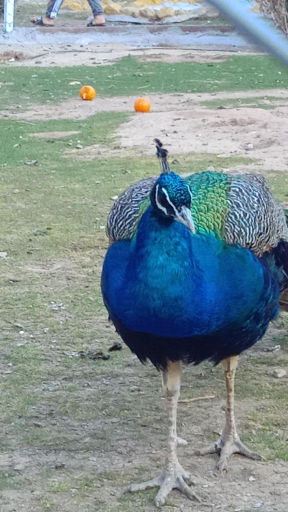 عکس پارک حیات وحش و منطقه حفاظت شده عینالی 