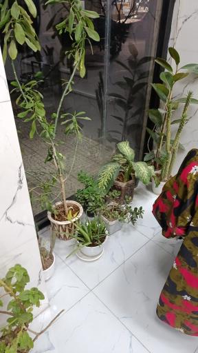 عکس پیرایش امیر