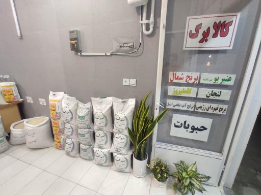 عکس برنج شالیزار فراتی