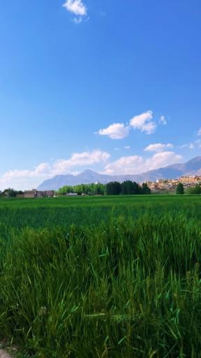 عکس رزوه
