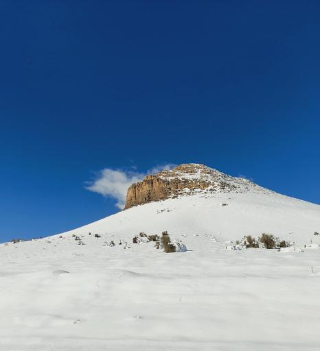 عکس رزوه
