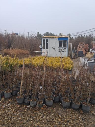 عکس گلخانه مهندس علی رحیمی