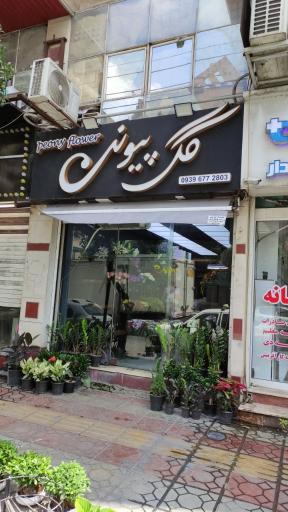عکس گل پیونی