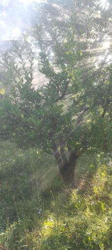 عکس میاندوآب