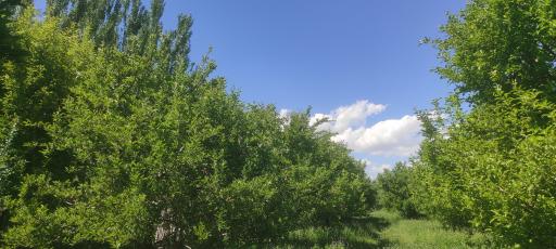 عکس میاندوآب