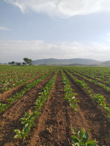 عکس گردکشانه