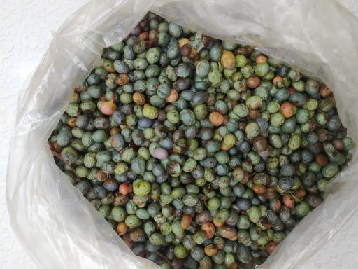 عکس میوه و سبزیجات رزاق