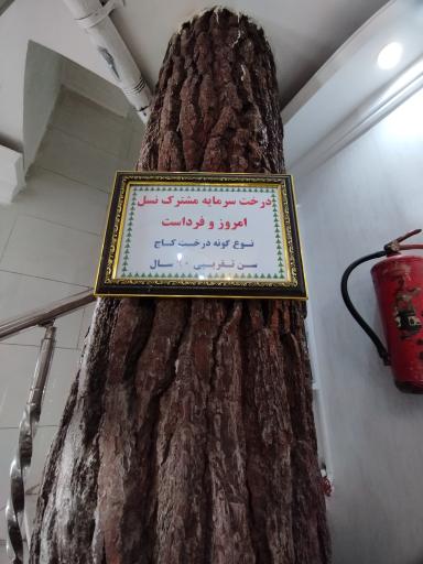 عکس سوئیت کاج