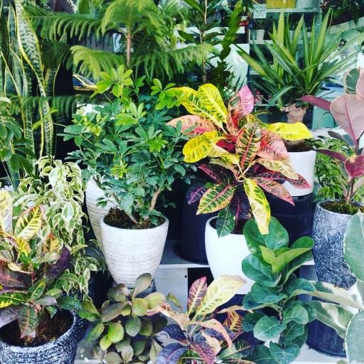 عکس گلفروشی کلاسیک