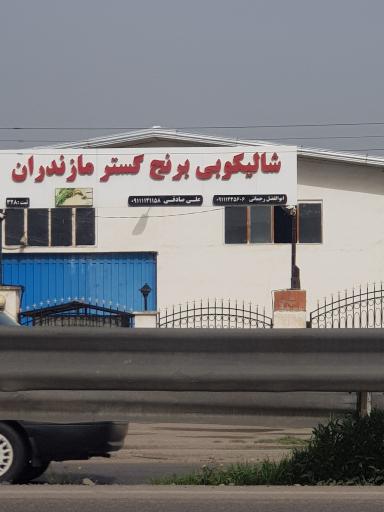 عکس شالیکوبی برنج گستر مازندران