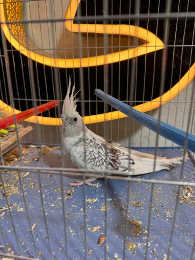 عکس مجموعه ماهی و پرندگان قصر ماهی