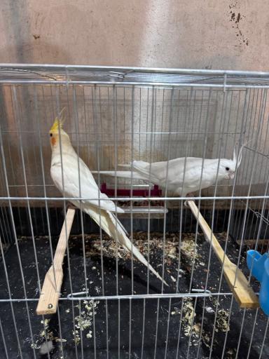 عکس مجموعه ماهی و پرندگان قصر ماهی