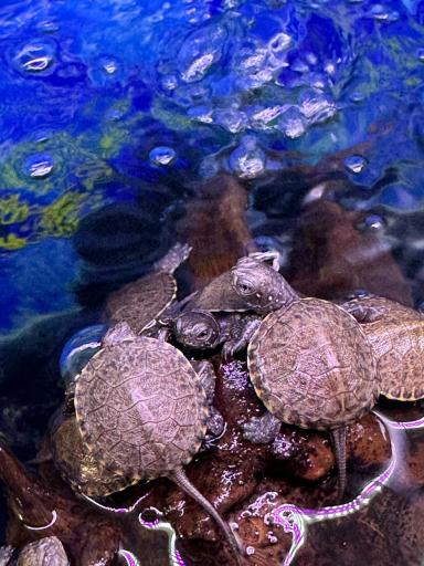 عکس مجموعه ماهی و پرندگان قصر ماهی