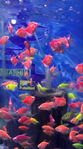 عکس مجموعه ماهی و پرندگان قصر ماهی