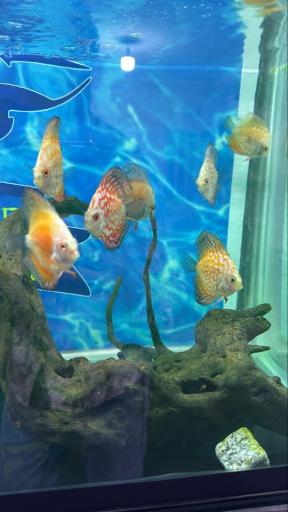 عکس مجموعه ماهی و پرندگان قصر ماهی