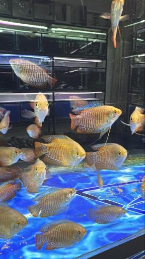 عکس مجموعه ماهی و پرندگان قصر ماهی