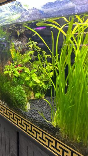 عکس مجموعه ماهی و پرندگان قصر ماهی