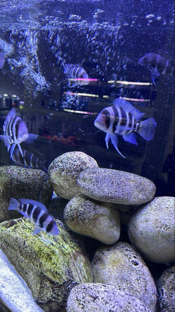 عکس مجموعه ماهی و پرندگان قصر ماهی