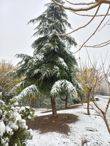 عکس بوستان مهدیس