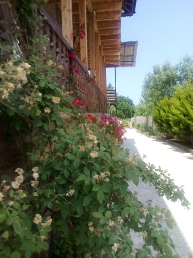 عکس بوم گردی یونا