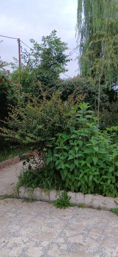 عکس بوم گردی یونا