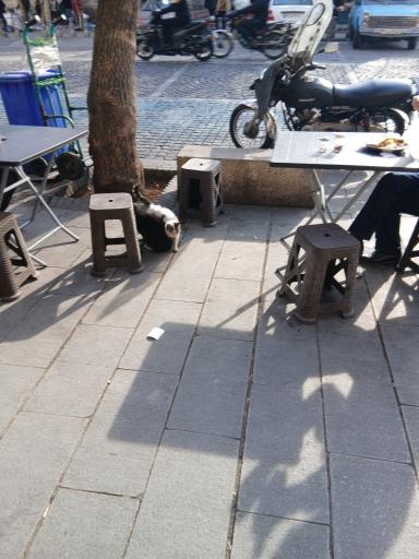 عکس غذا کده پر و پیمون