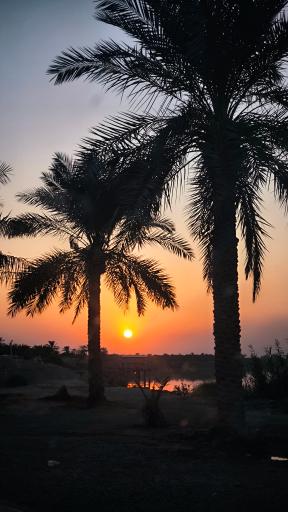 عکس علوه