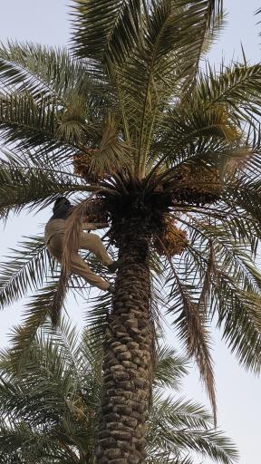 عکس علوه