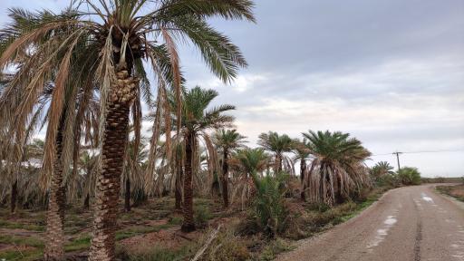 عکس علوه