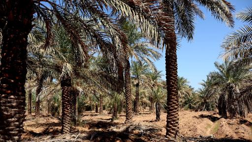 عکس علوه