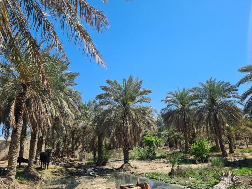 عکس علوه