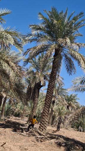 عکس علوه