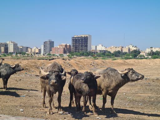 علوه