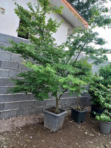 عکس باغ گل دادمهر