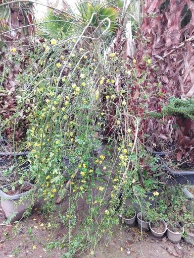 عکس باغ گل دادمهر