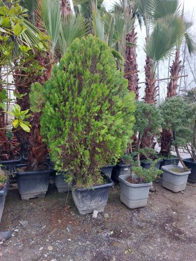 عکس باغ گل دادمهر