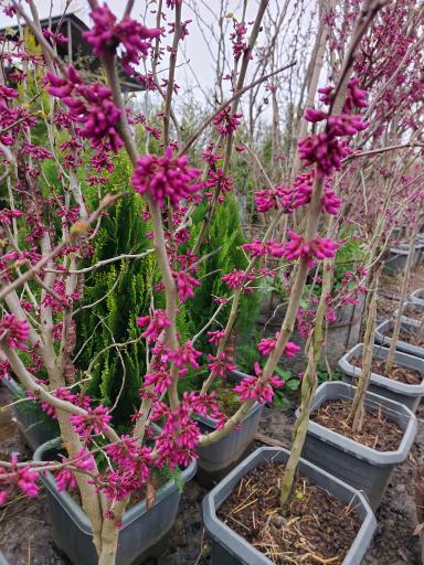 عکس باغ گل دادمهر