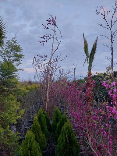 عکس باغ گل دادمهر