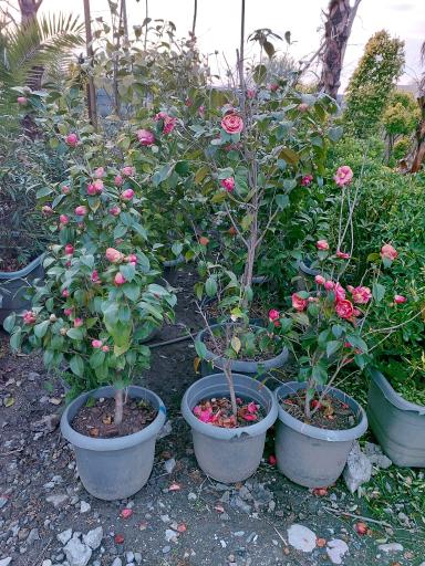 عکس باغ گل دادمهر