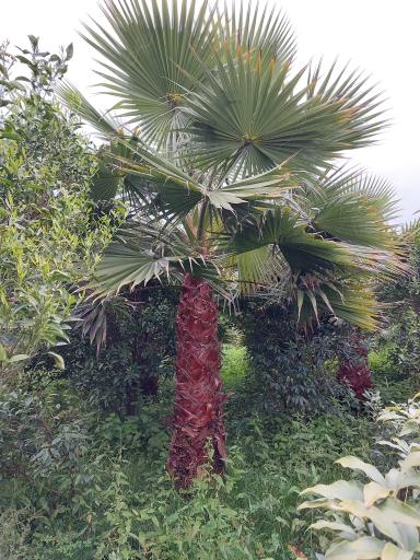 عکس باغ گل دادمهر