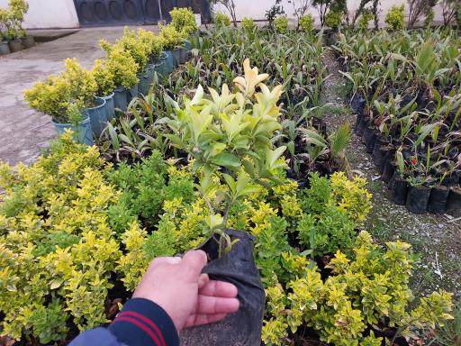 عکس باغ گل دادمهر