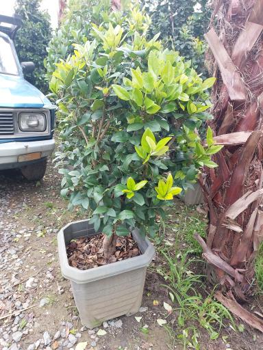 عکس باغ گل دادمهر