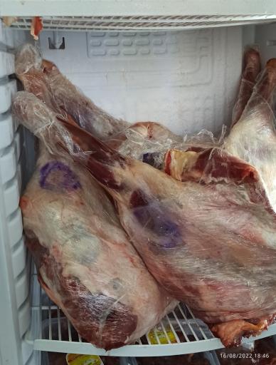 عکس مرغ زربال 