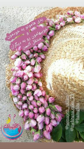 عکس گلشیلان