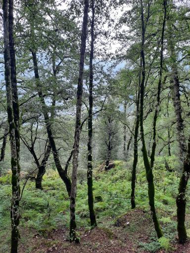 عکس بام سبز ماسال