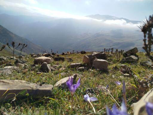 عکس بام سبز ماسال