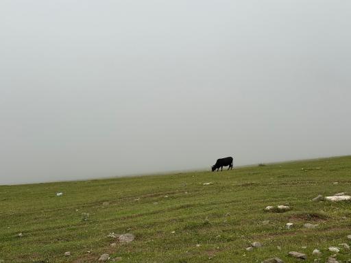عکس بام سبز ماسال